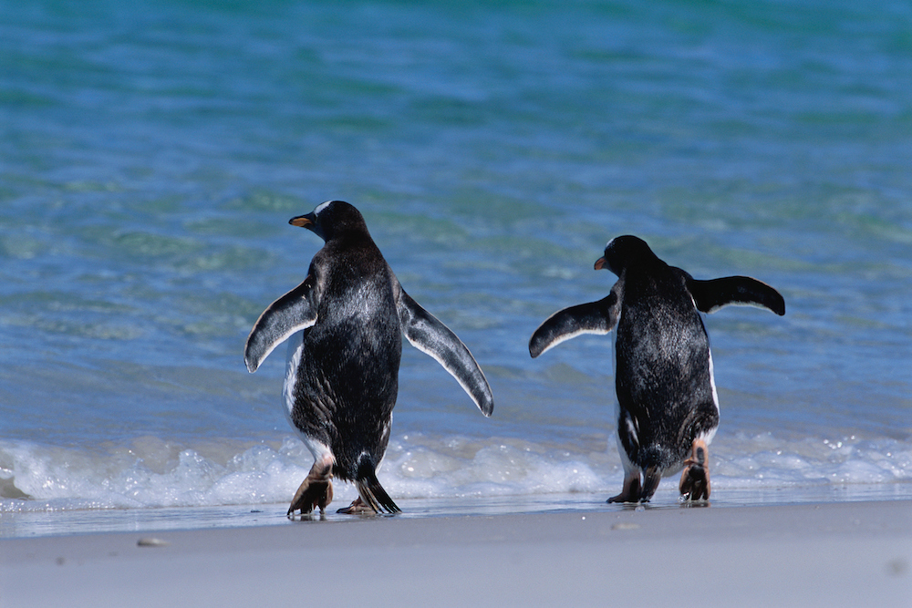 Gentoo Penguins on the Beach
