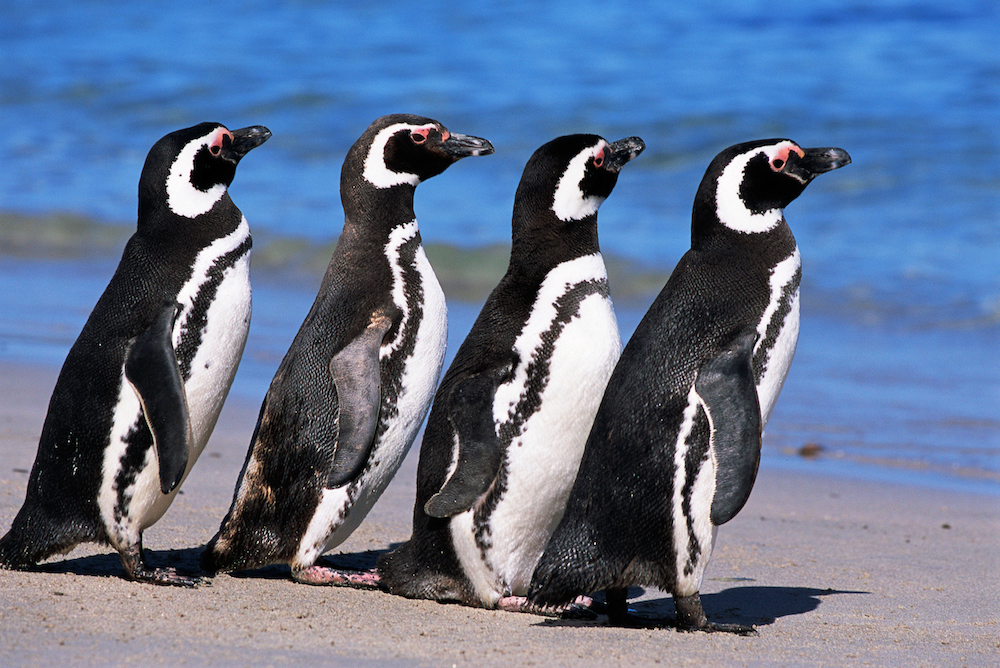 Magellanic Penguins on the Beach