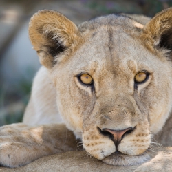 Lion (Panthera leo) cub staring