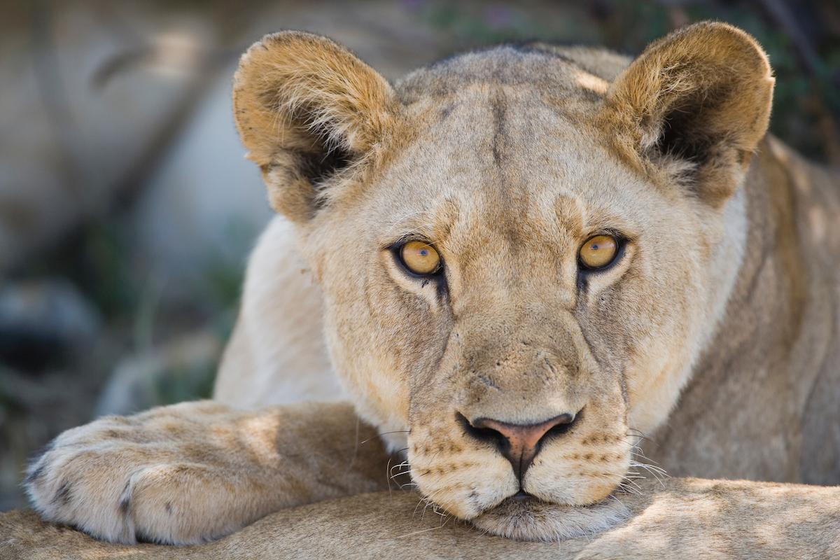 Lion (Panthera leo) cub staring