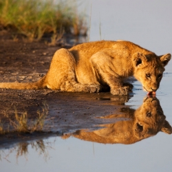 Tanzania, Ngorongoro Conservation Area, Ndutu, lion cub drinking at waterhole