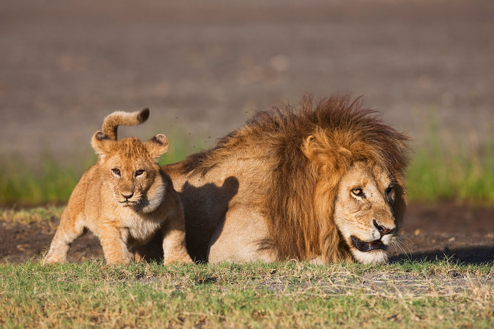 Tanzania, Ngorongoro Conservation Area, Ndutu, male lion with cub