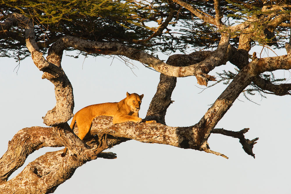 Tanzania, Serengeti, lioness in tree