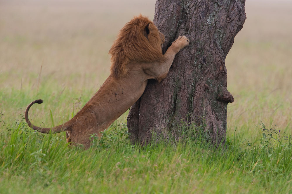 Tanzania, Serengeti, male lion trying to climb tree