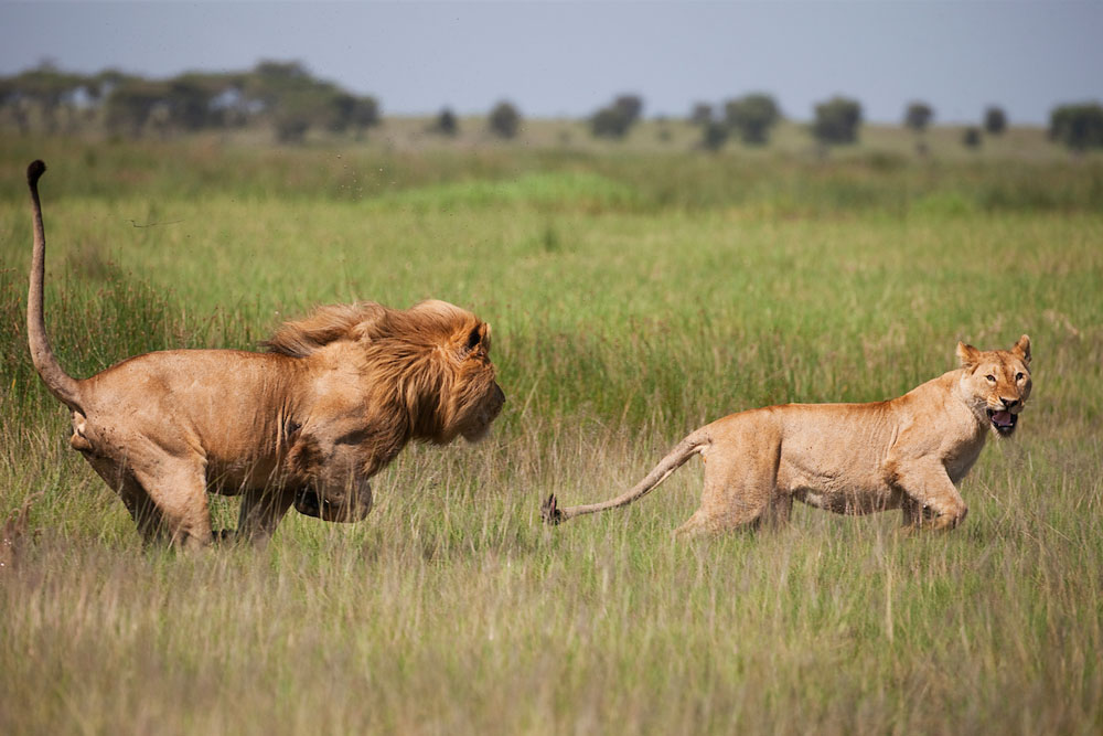 Tanzania, Ngorongoro Conservation Area, Ndutu, male lion chasing lioness