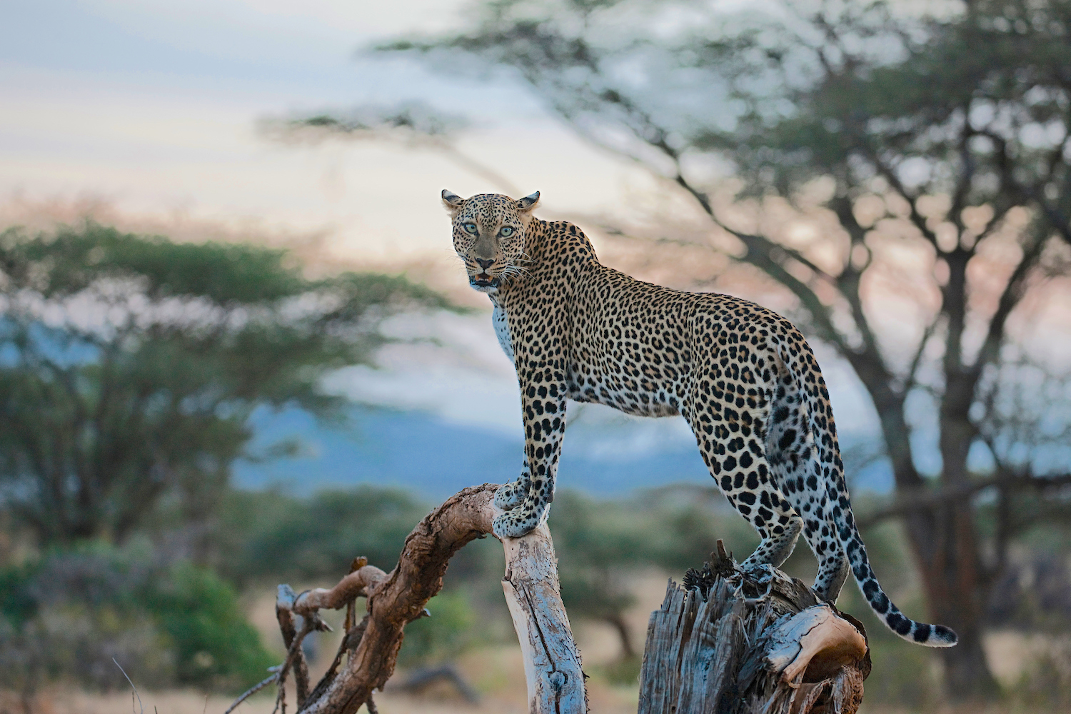Kenya, Samburu, leopard in tree