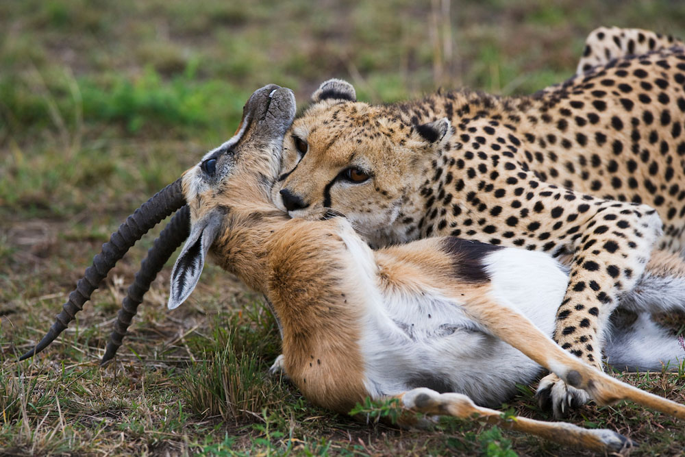 Cheetah killing gazelle