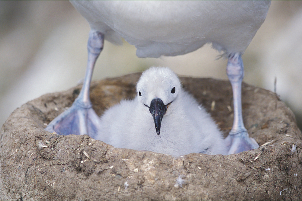 Black-browed albatros, chick sitting underneath mother