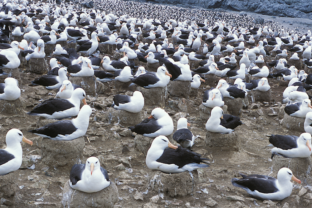 Black-browed albatross nesting colony