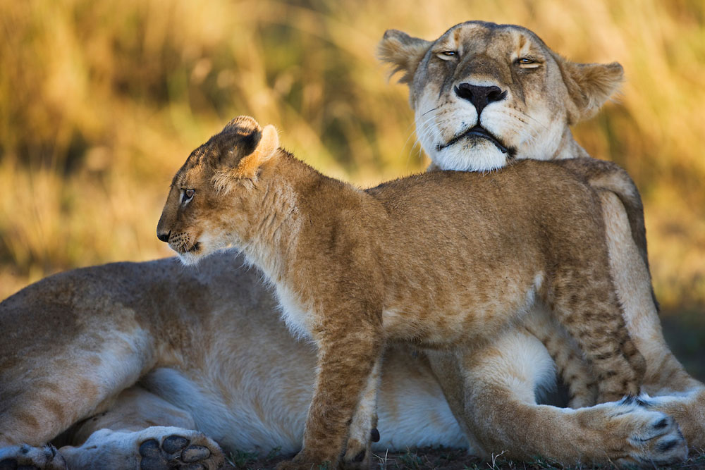 A female lion and her cub bonding and showing affection