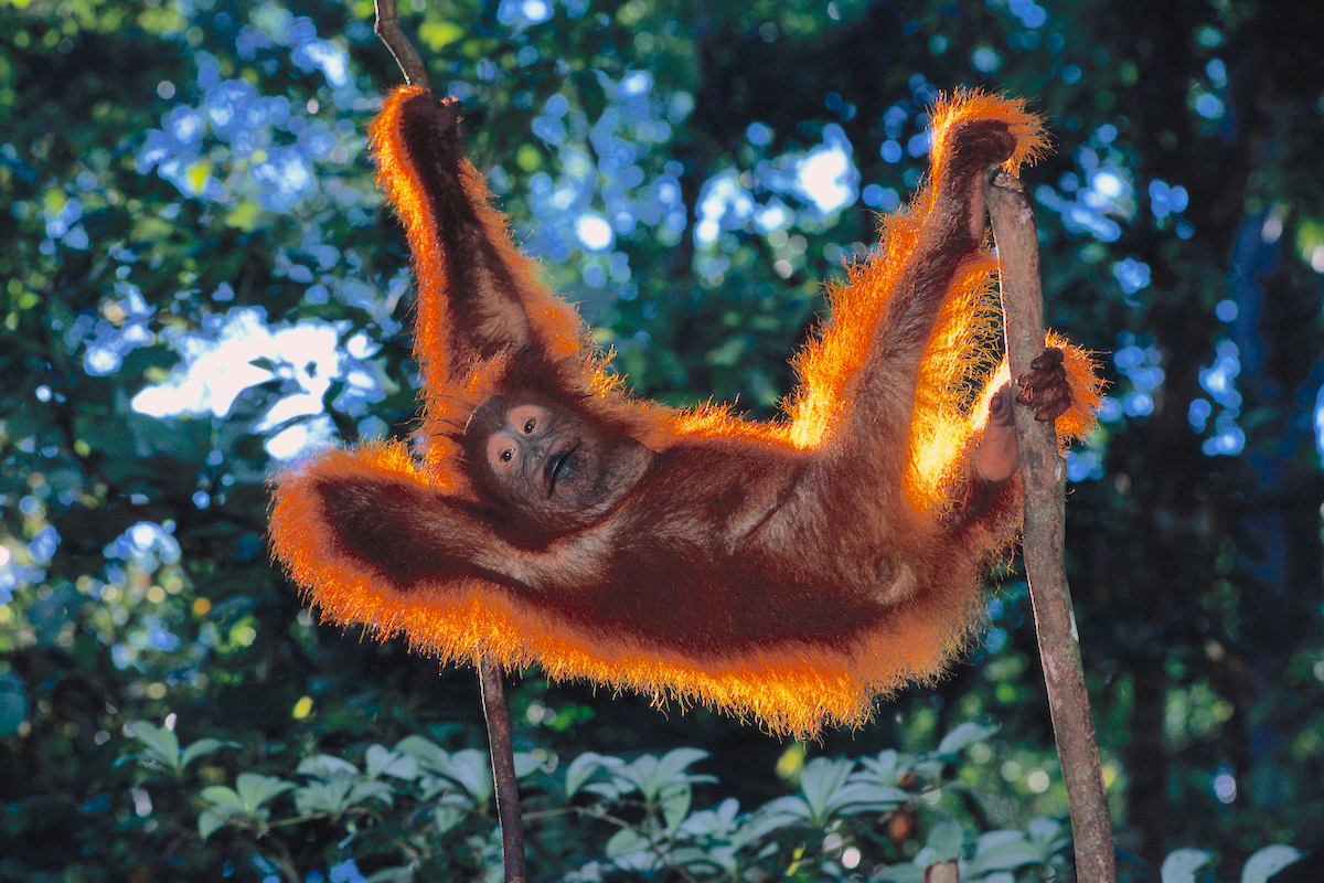 Juvenile Orangutan in Tree