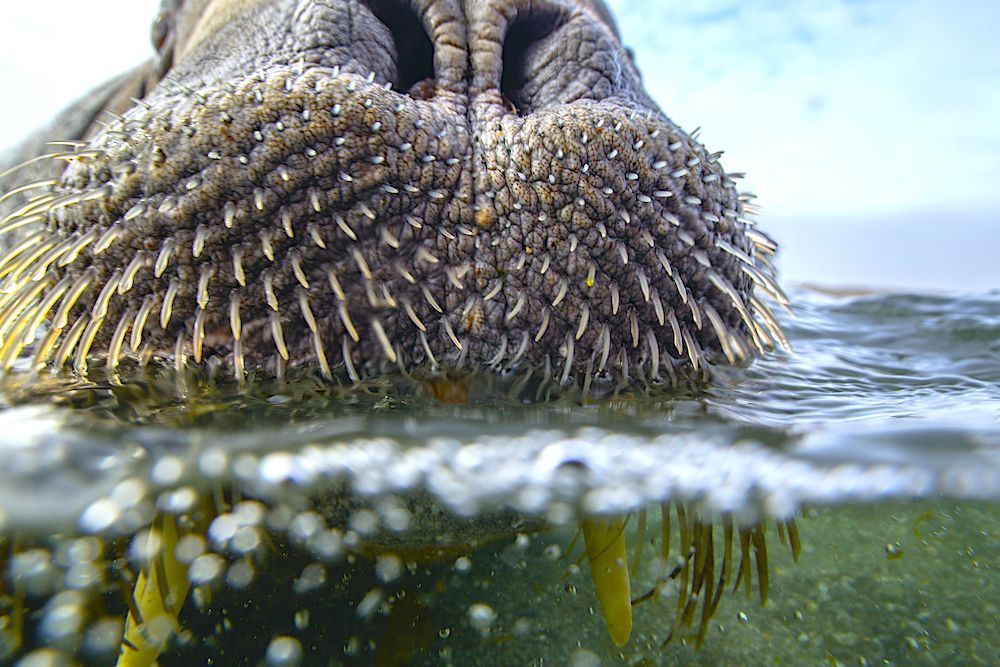 A close-up underwater split image of a walrus in the Arctic Ocean