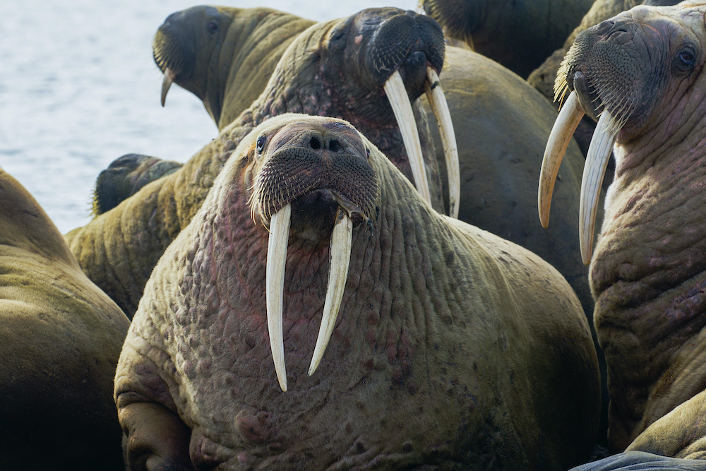 Males walruses displaying in a colony haul-out