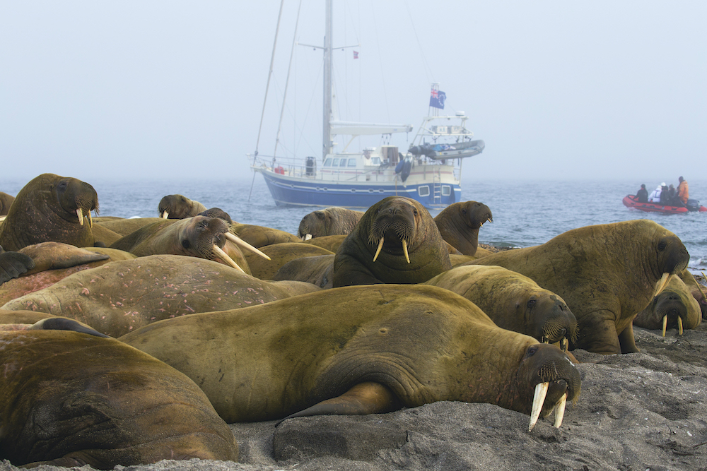 A zodiac drives behind a large colony of walruses resting on shore to a small sailboat.