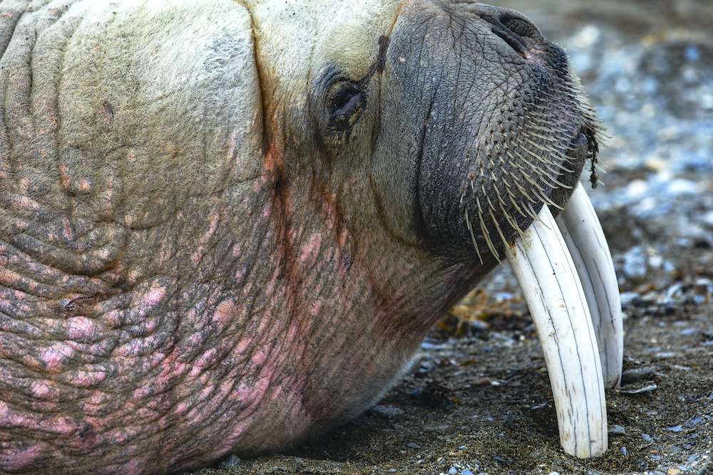 Portrait of an old bull walrus resting on his teeth, tooth walker