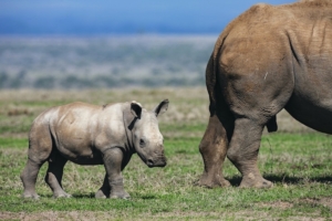 A small white rhino calf behind its mother