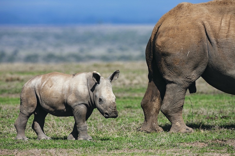 A small white rhino calf behind its mother