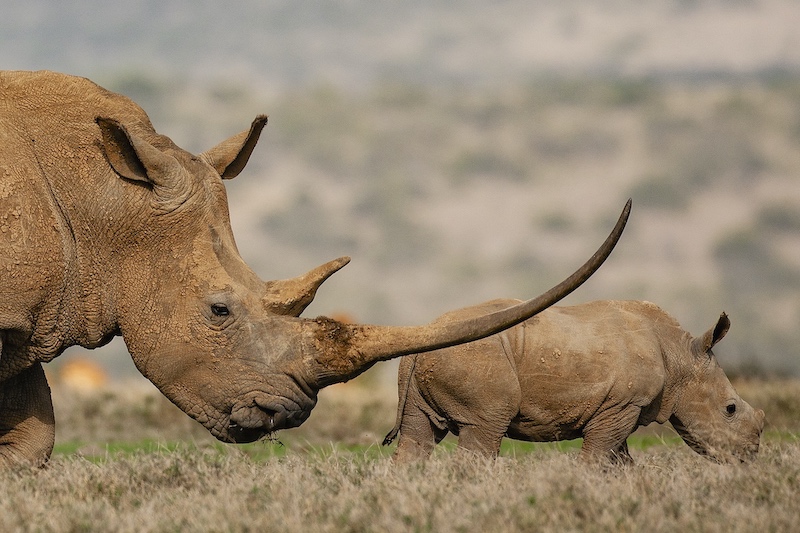 A white rhino female with a very long horn and its small calf