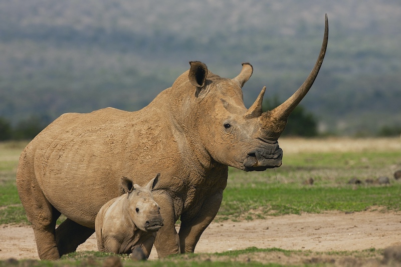A white rhino profile with a long horn stands on guard next to her young calf