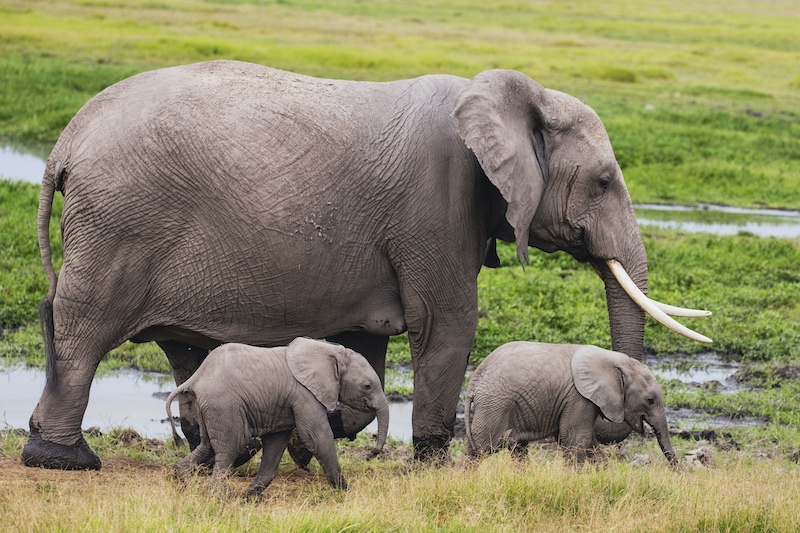 A rare pair of tiny elephant calf twins