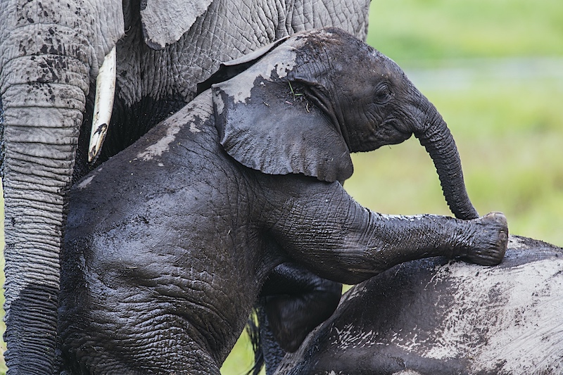 A young elephant calf playing with sibling