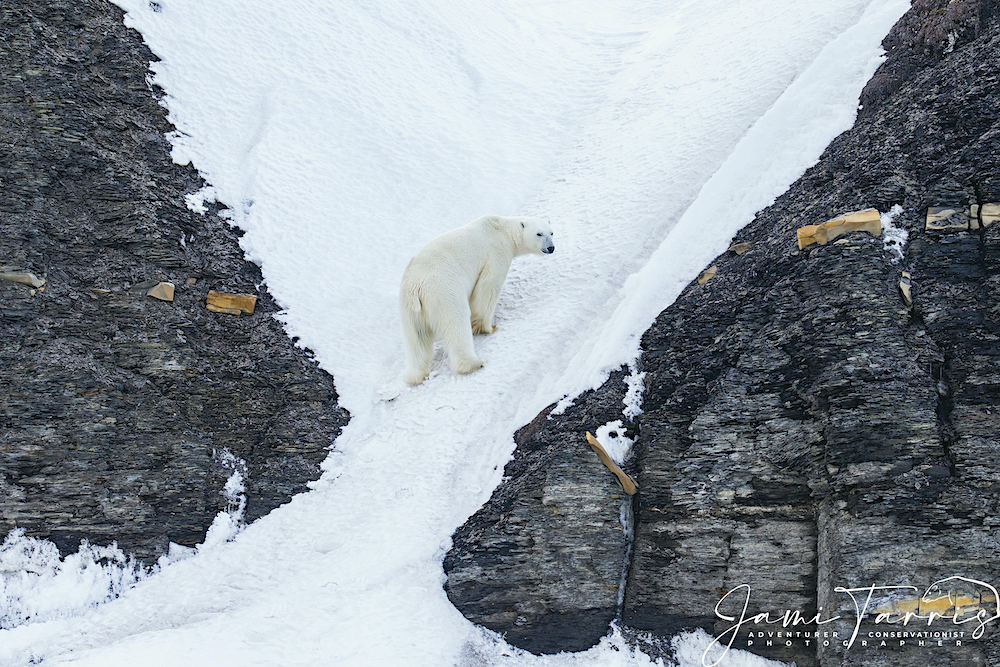 Polar bear climbing up steep narrow canyon