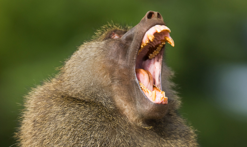 Male olive baboon