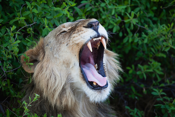 Botswana, Okavango Delta, Moremi; male lion yawning