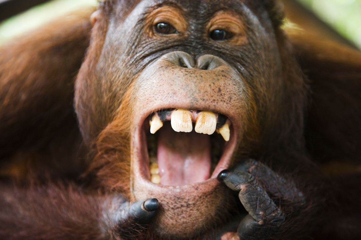 Sub adult male orangutan opening mouth
