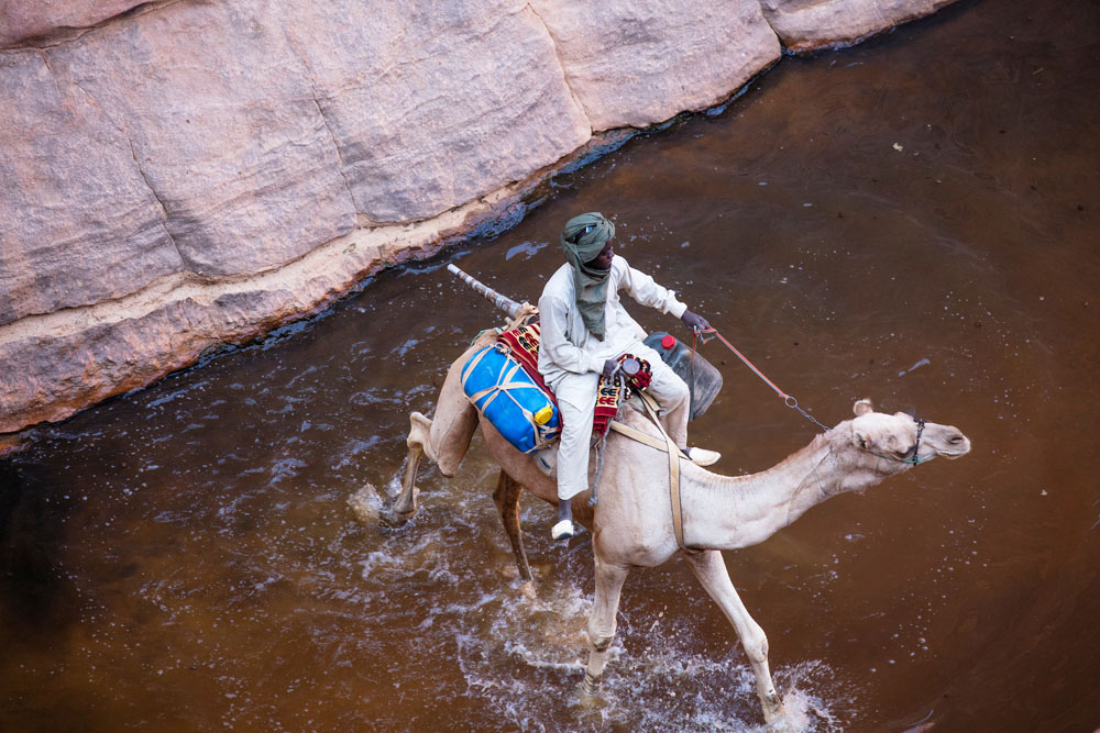 Camels in Ennedi, Chad