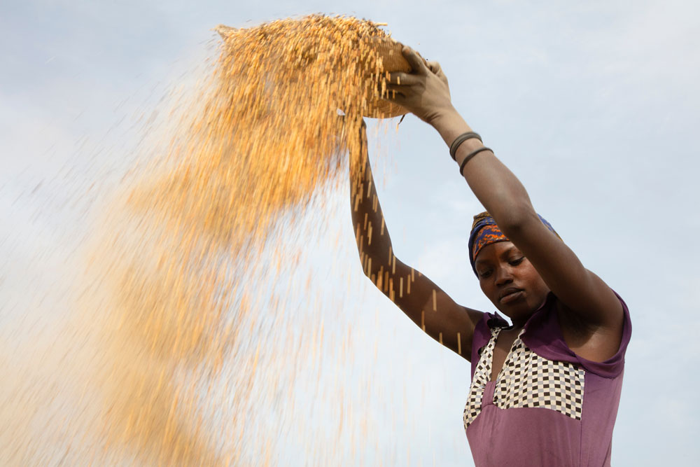 Chadian woman winnowing millet