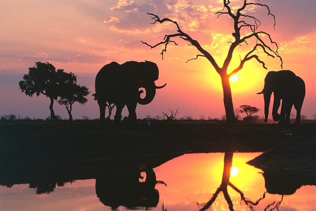 Savuti Elephants at Sunset