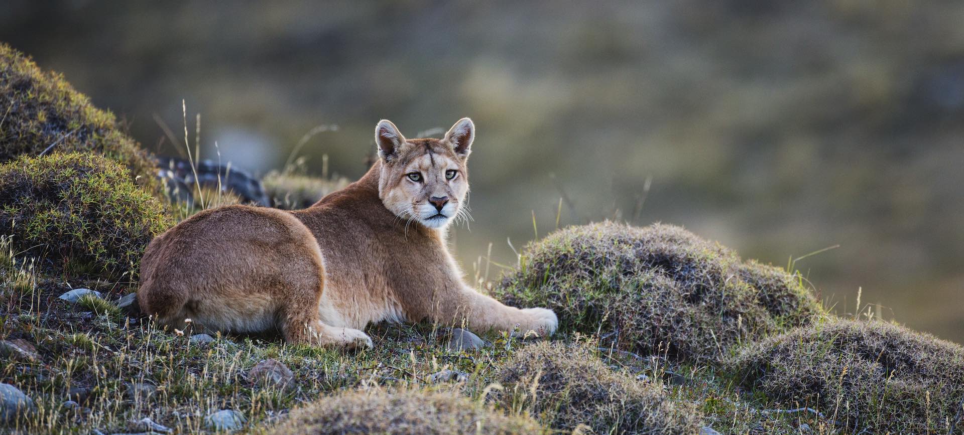A puma laying in tuft grass