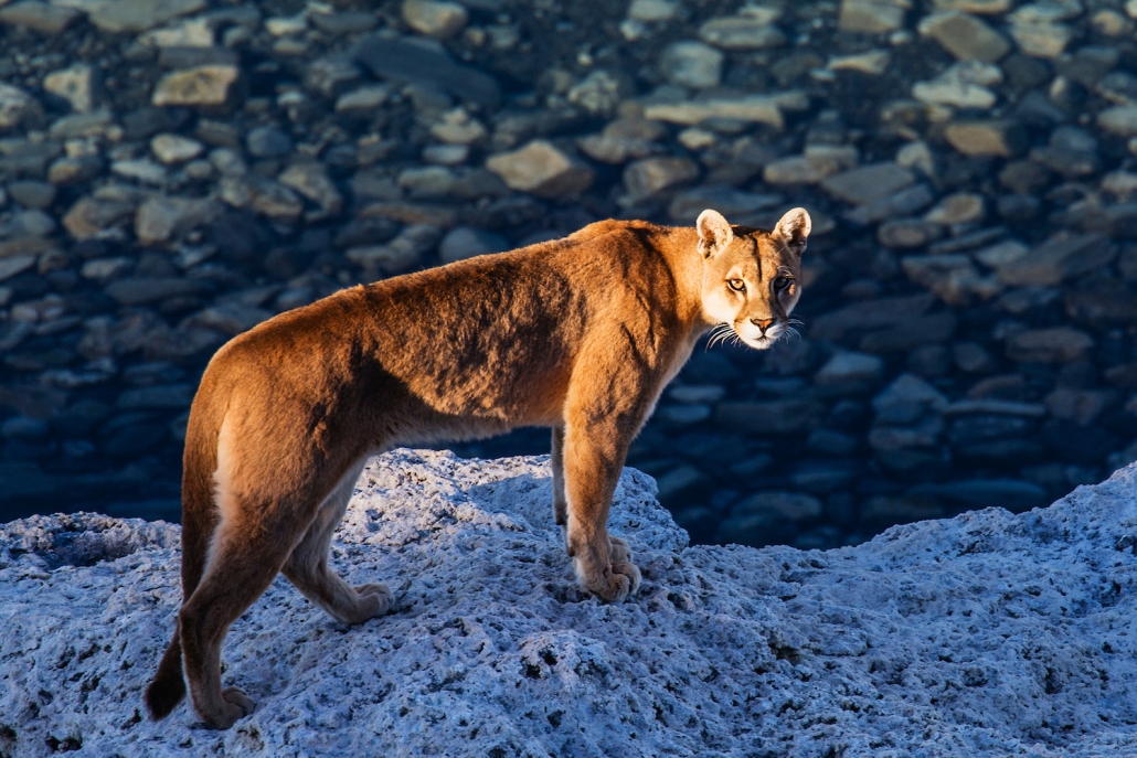 A female puma standing in the last sunlight of the day along a lake on stromolite rock