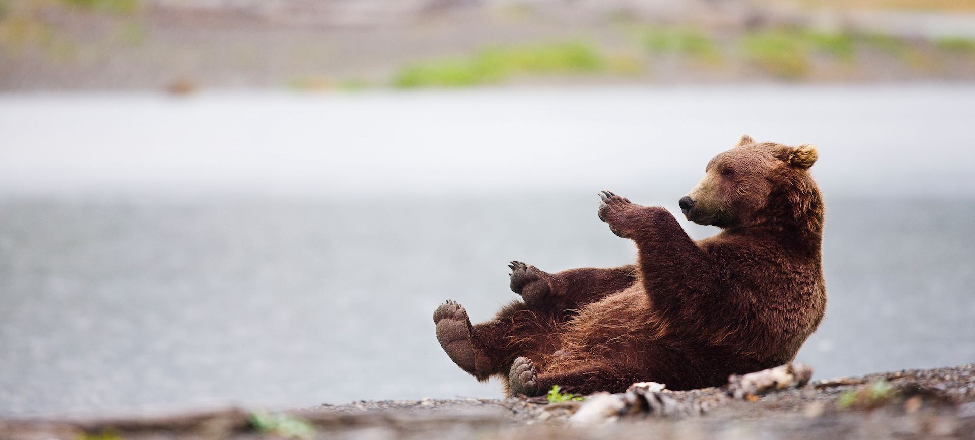 Brown bear (Ursus arctos) rolling on its back