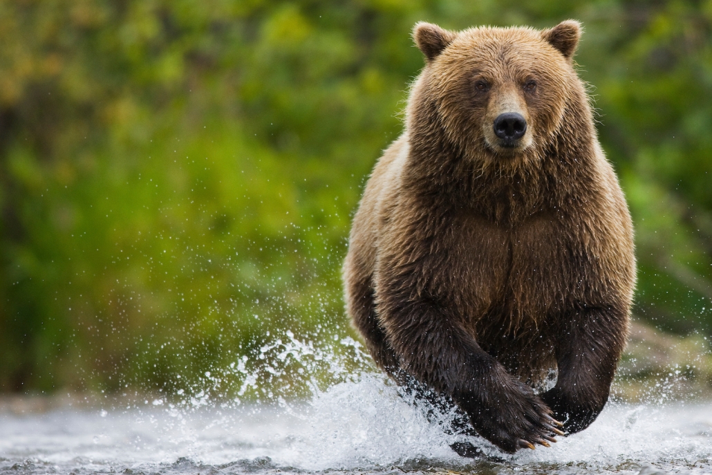 Brown bear running in river