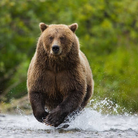 Brown bear running in river