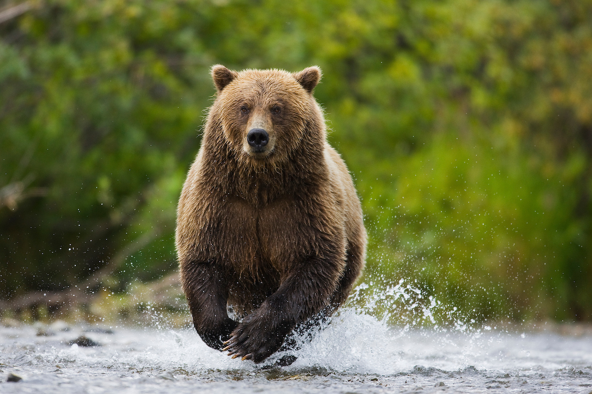 Brown bears of Katmai 2025 Wild Focus Expeditions Photo Tour