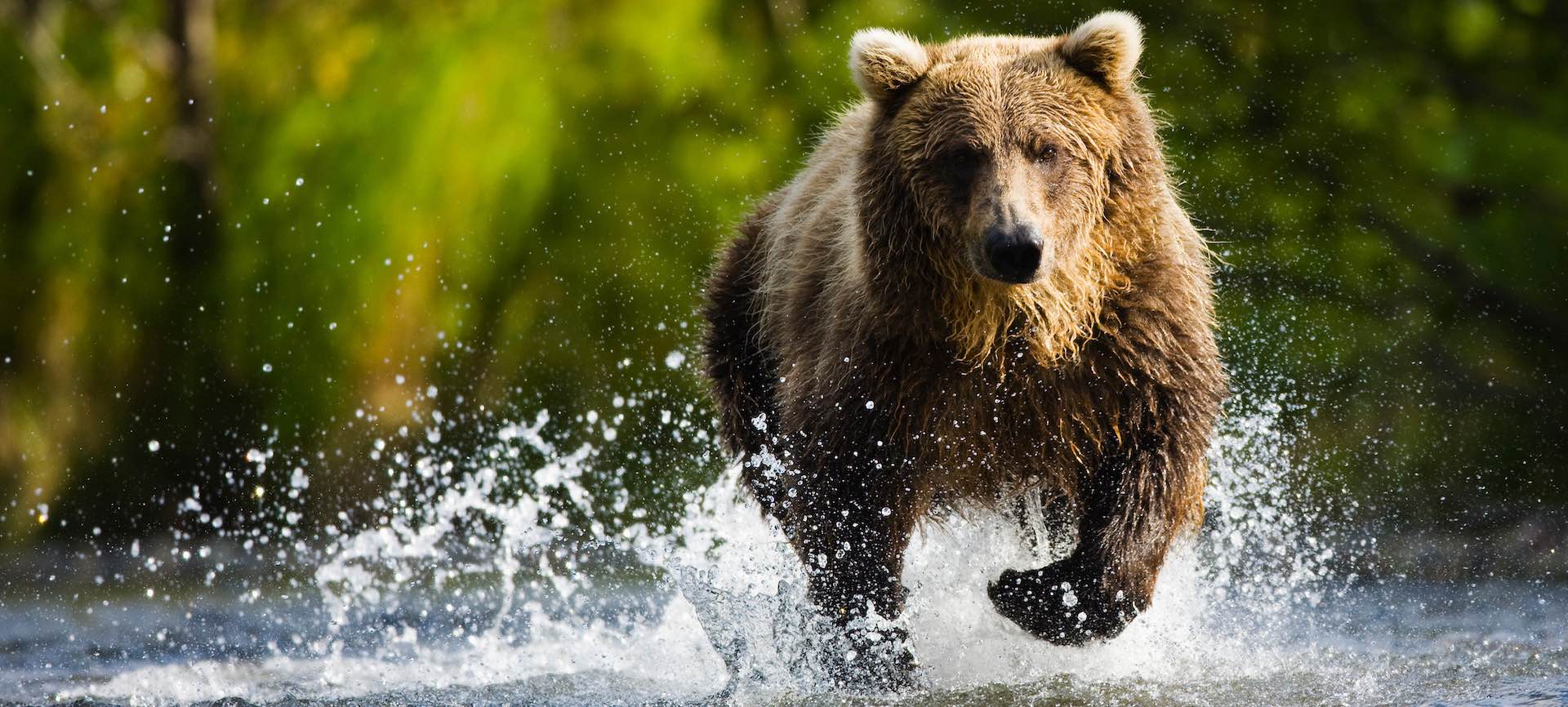 Brown bear (Ursus arctos) trying to catch salmon