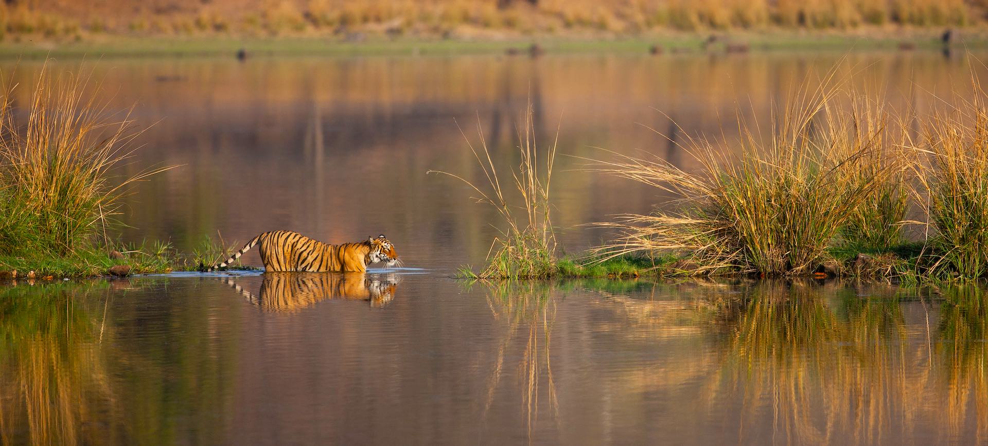 Bengal tiger in lake