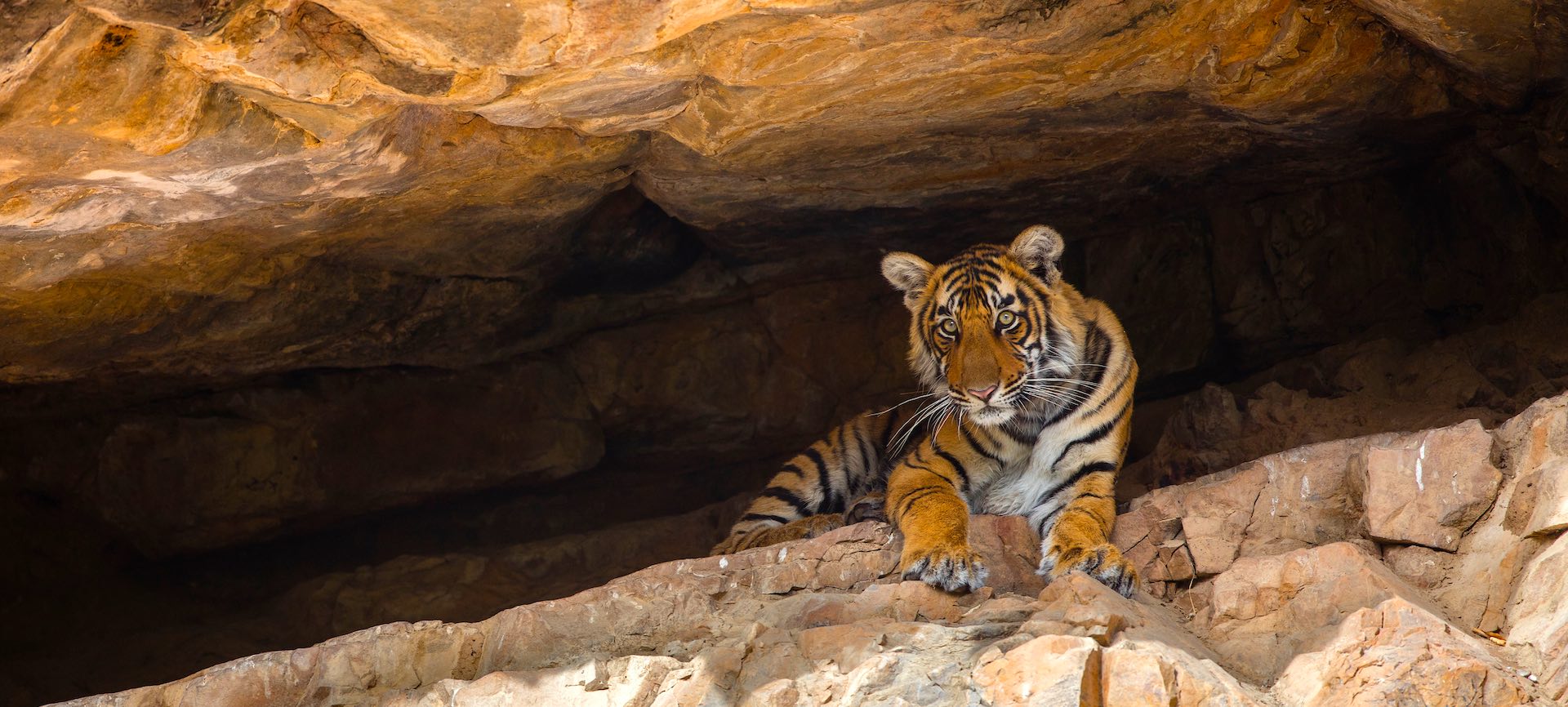 Bengal tiger cub in cave