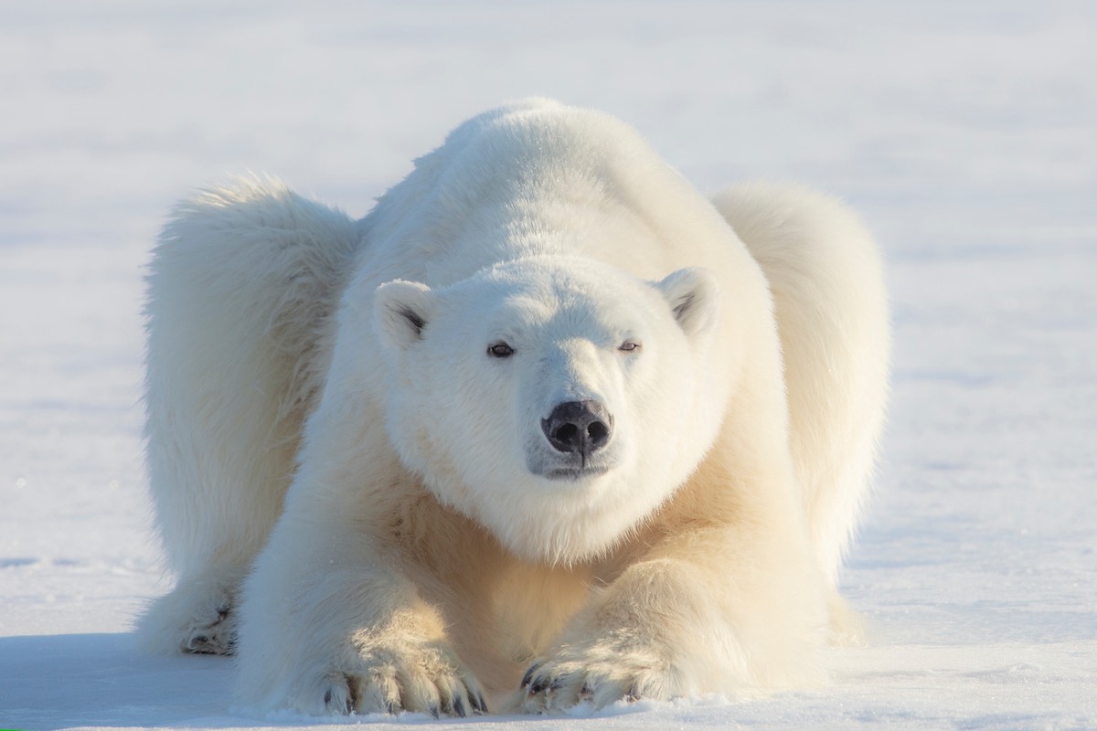 Male polar bear on fjord ice