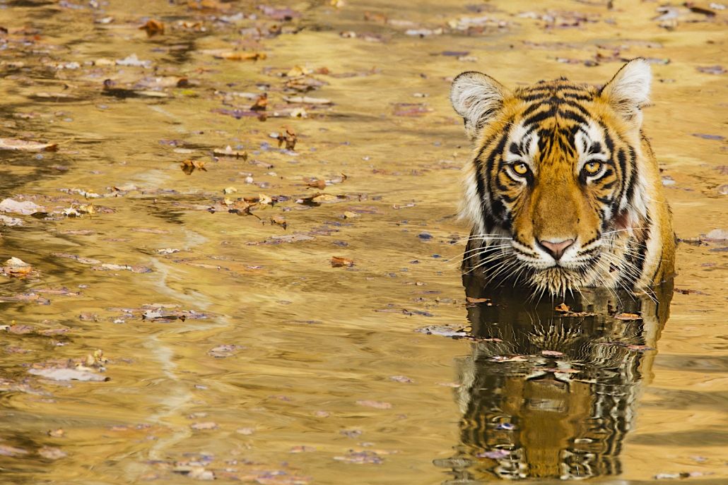 Front view of a Bengal tiger sitting in a water hole, golden reflection