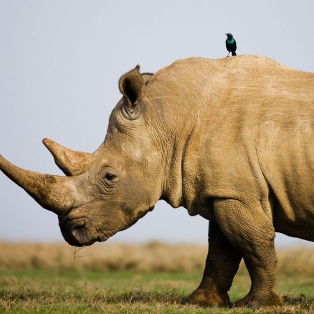 White rhinoceros with glossy starling