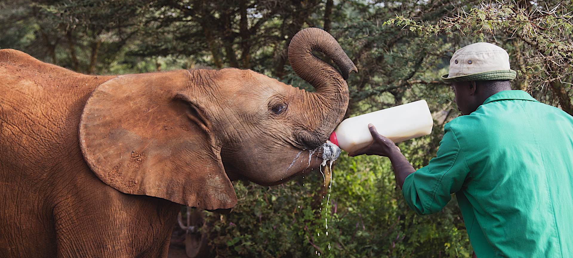 An orphaned elephant calf being fed milk by its Keeper