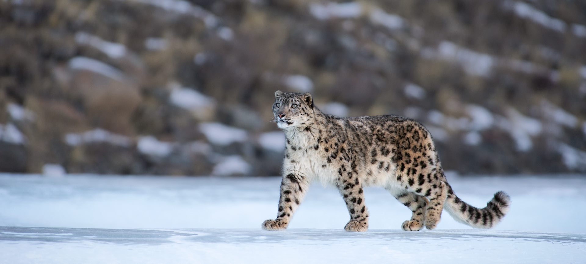 Snow leopard (Uncia uncia) Altai Mountains, Mongolia. March.
