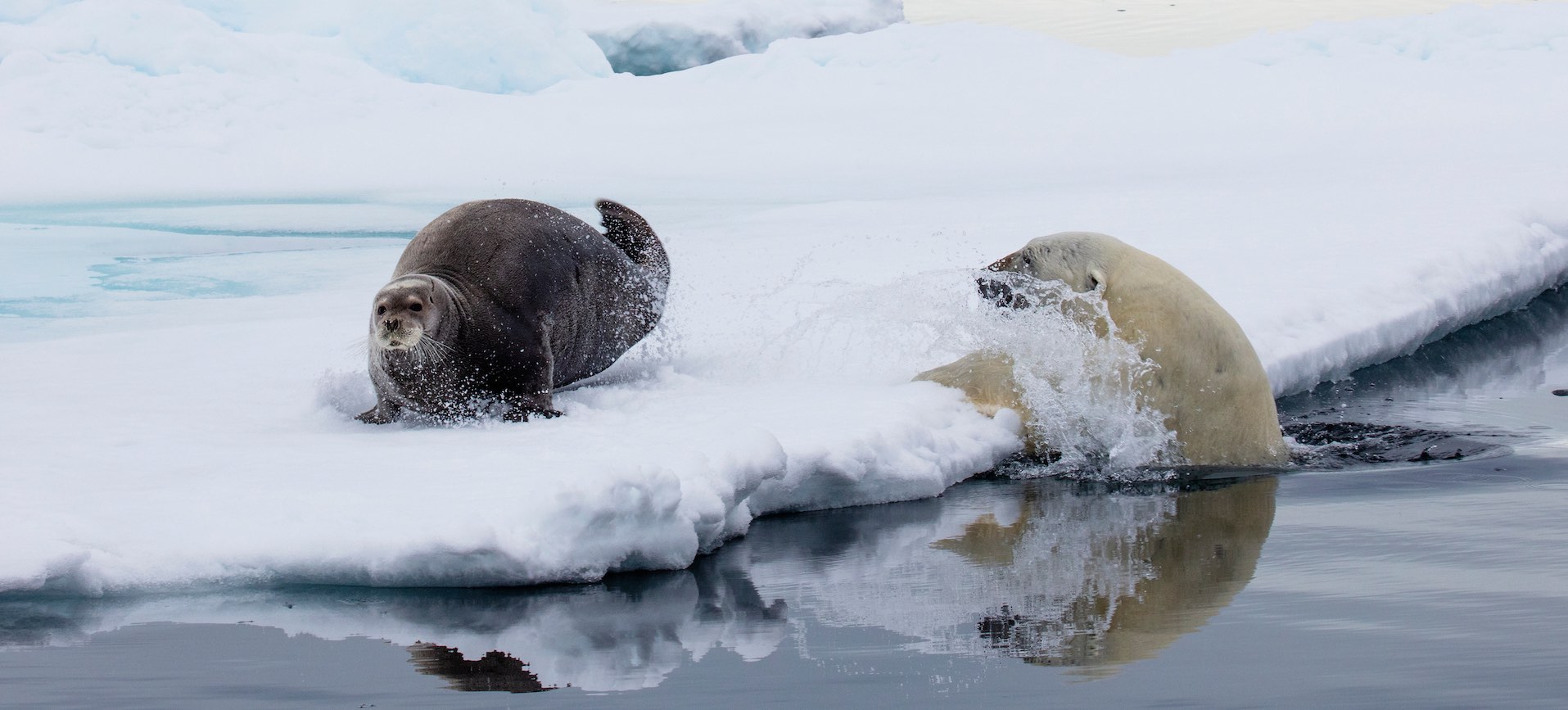 Polar bear hunting bearded seal