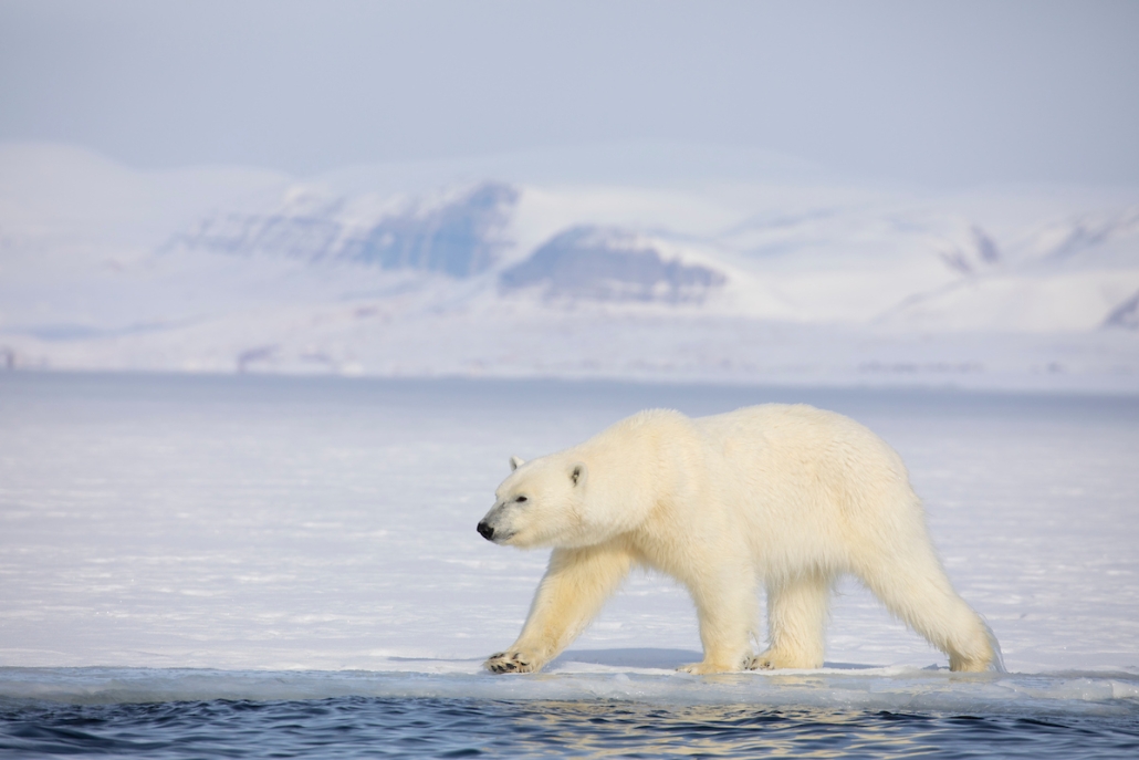 Male polar bear at ice edge