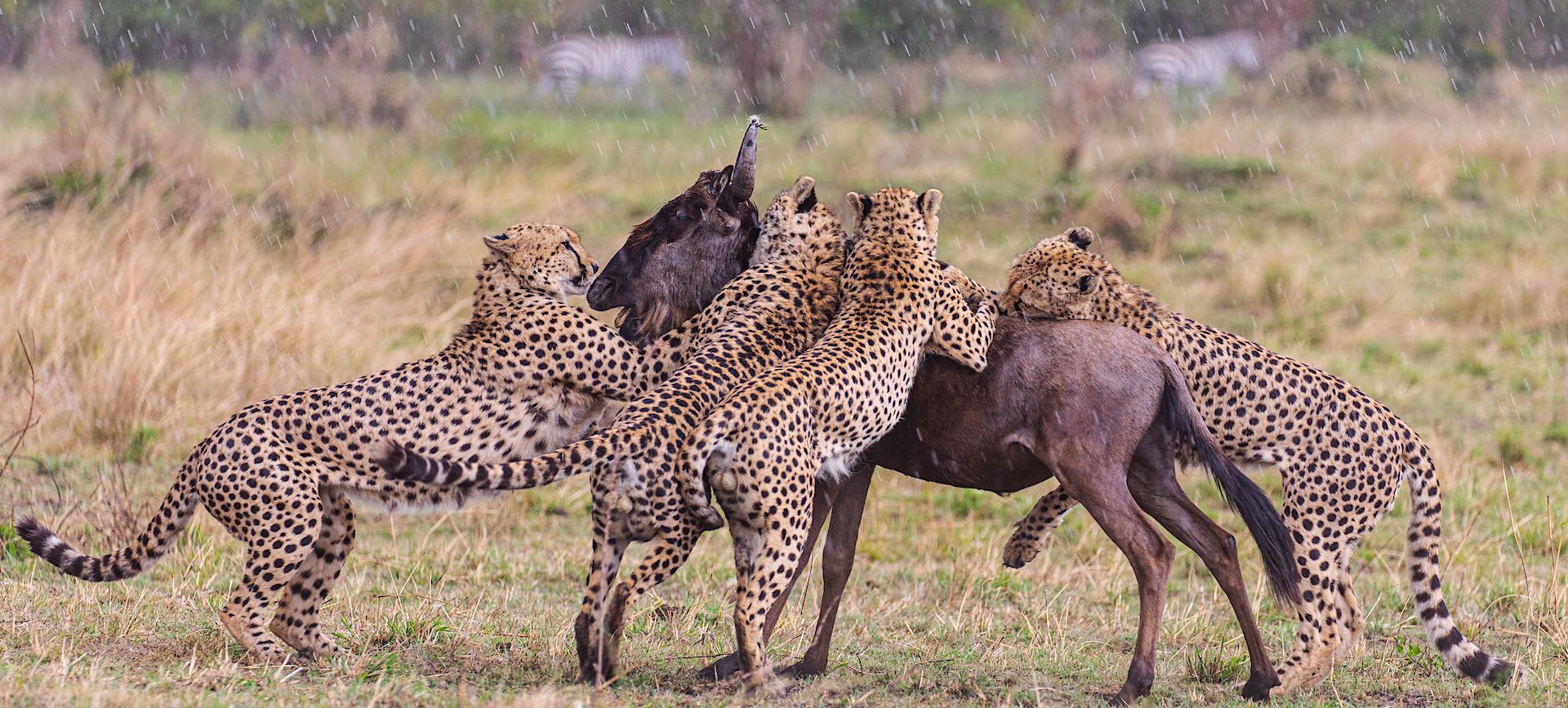 Nne Bora coalition attacking a wildebeest together as a team